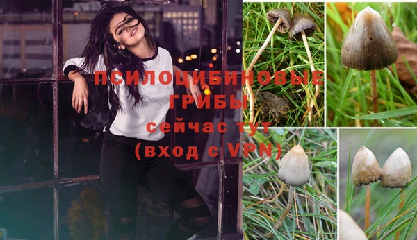 шишки Алзамай